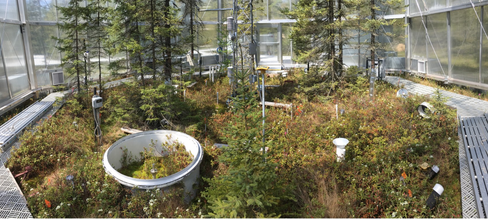 The highly instrumented SPRUCE enclosures measured the movement of carbon through peatland plots, recording that warmed peat bogs shifted from carbon accumulators to carbon emitters. Credit: ORNL, U.S. Dept. of Energy