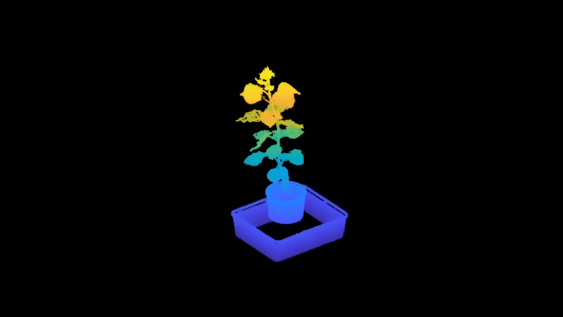 3D rendering of a poplar plant