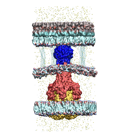 Once antibiotics have entered the cell by crossing the outer membrane (inset, top), they enter the efflux pump protein shown in yellow near the inner membrane (bottom) only to be pumped back out of the cell (upward). ORNL used the Titan supercomputer to identify molecules that target the “red” proteins and potentially disable the efflux pump by preventing it from assembling properly.