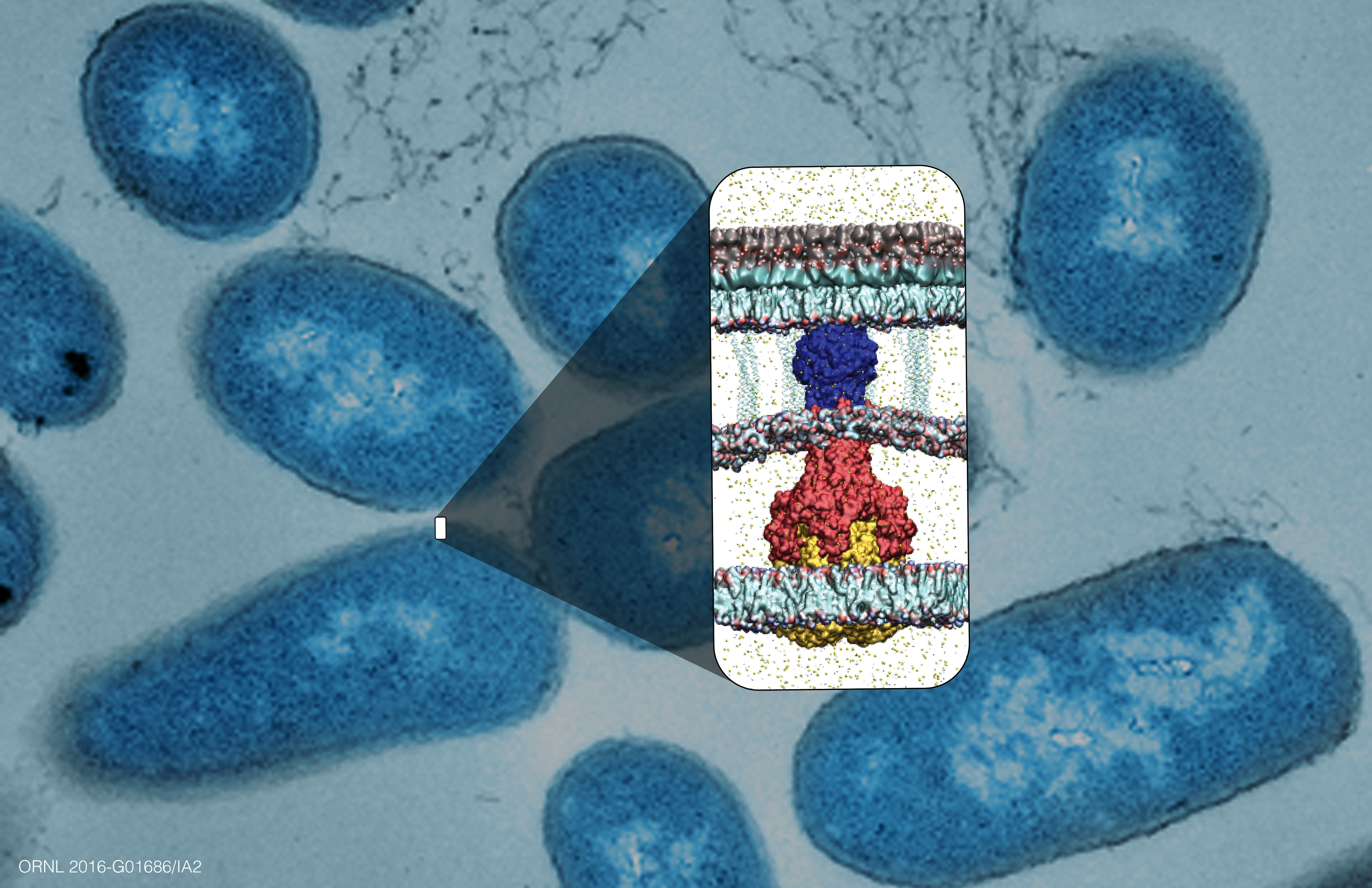 ORNL researchers used supercomputing to identify chemicals that seek out and disrupt the assembly of bacterial proteins called efflux pumps, known to be a major cause of antibiotic resistance. Image by ORNL/University of Oklahoma