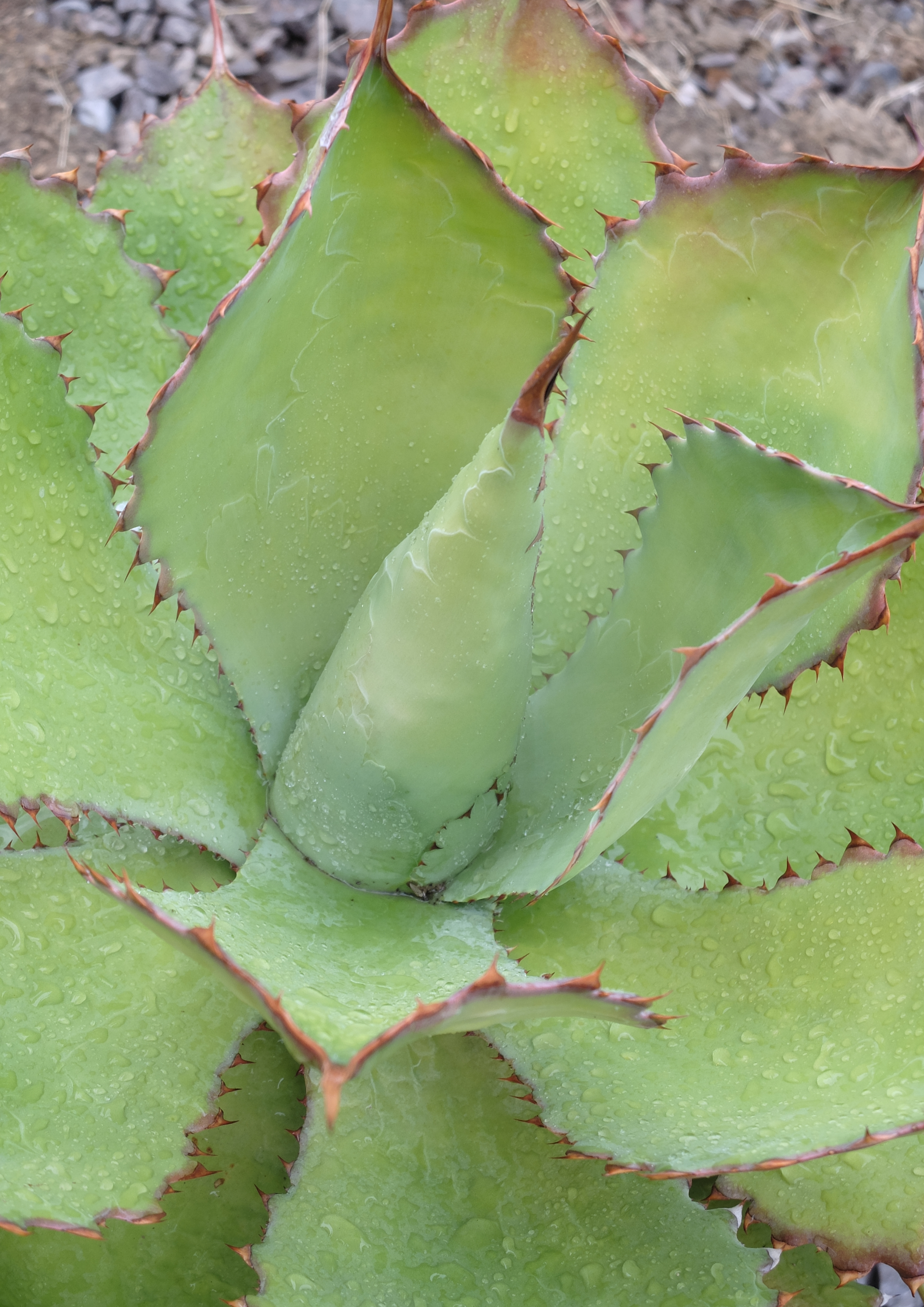 Oak Ridge National Laboratory scientists have further uncovered the genetic and metabolic mechanisms that allow certain plants to conserve water and thrive in semi-arid climates.