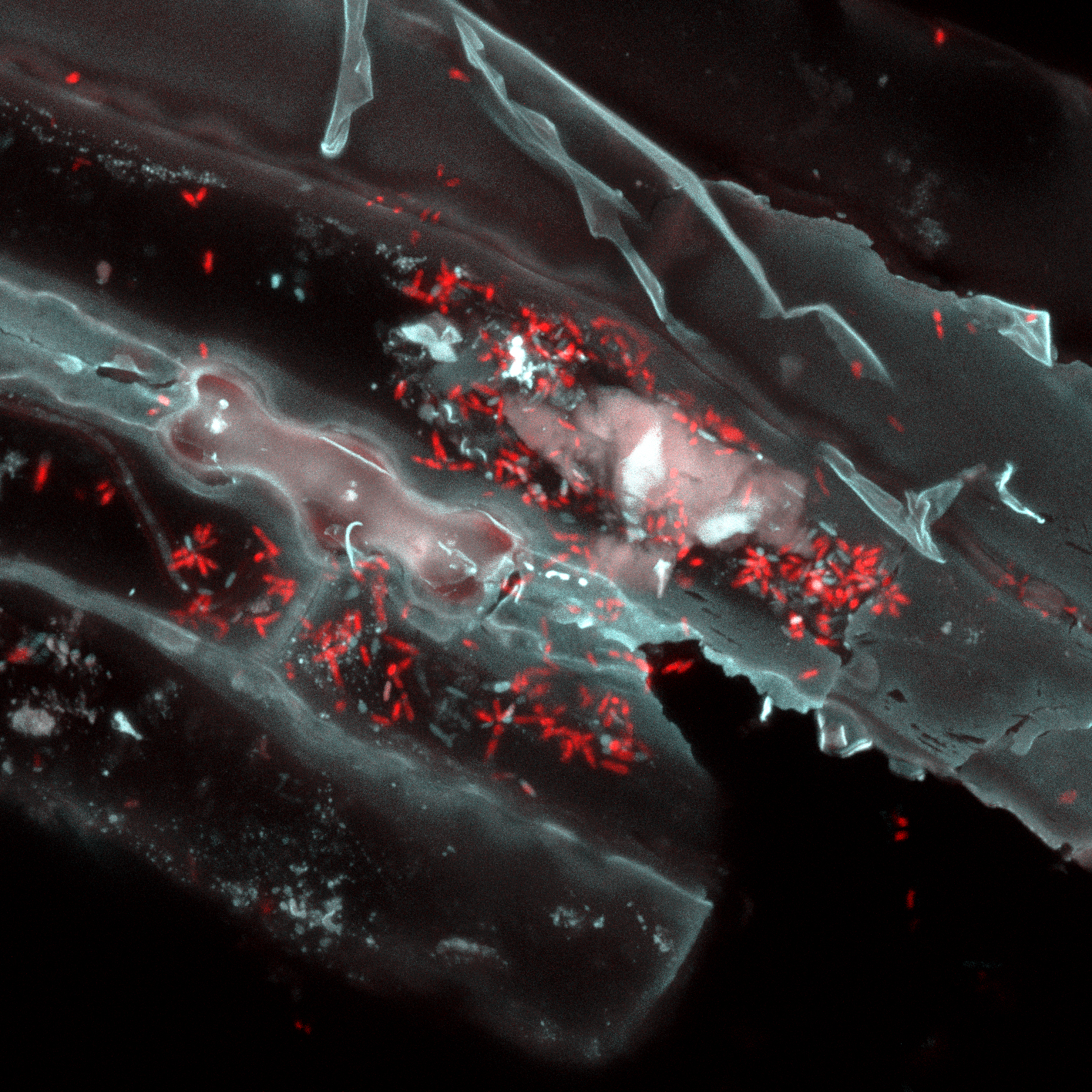 A model of Clostridium thermocellum engineered for greater ethanol tolerance during bioprocessing and licensed to Enchi Corporation. Photo courtesy of Bryon Donohoe, National Renewable Energy Laboratory.