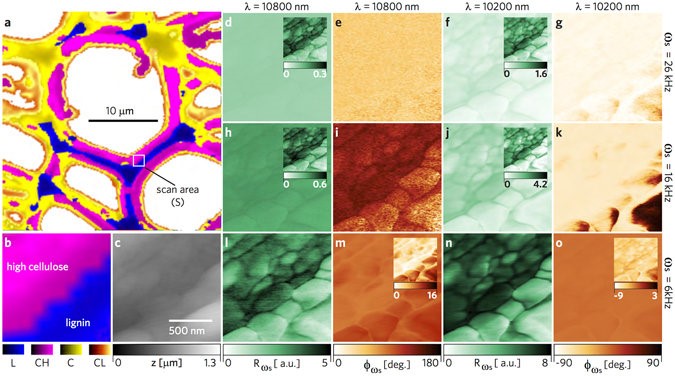 Combining novel modalities of atomic force microscopy and photoacoustic spectroscopy gives researchers new, nanoscale data of plant cell wall characteristics. 