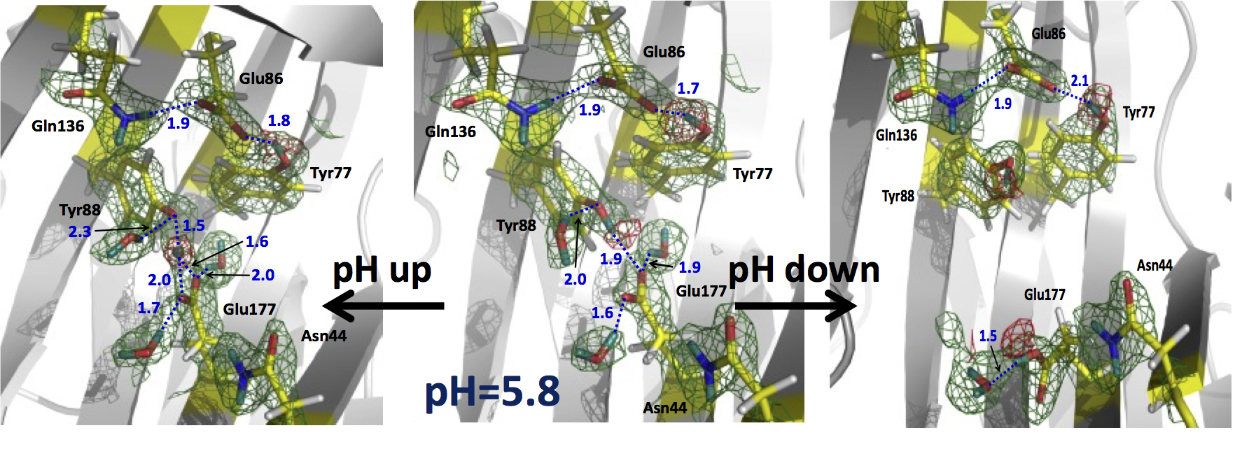 Nuclear density maps (green mesh) of the enzyme active site showing protonation of the catalytic glutamate residue only in the downward conformation (red mesh). 