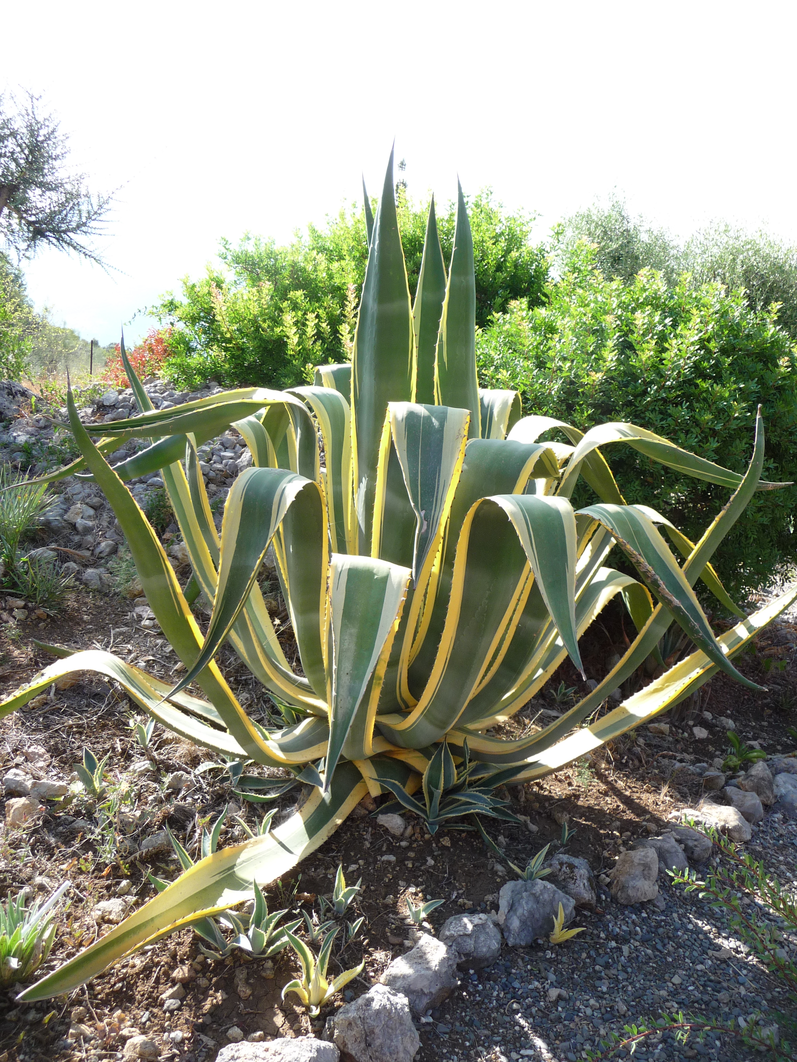 ORNL researchers provide new insights into complex post-transcriptional and post-translational hierarchies that govern CAM photosynthesis in Agave.
