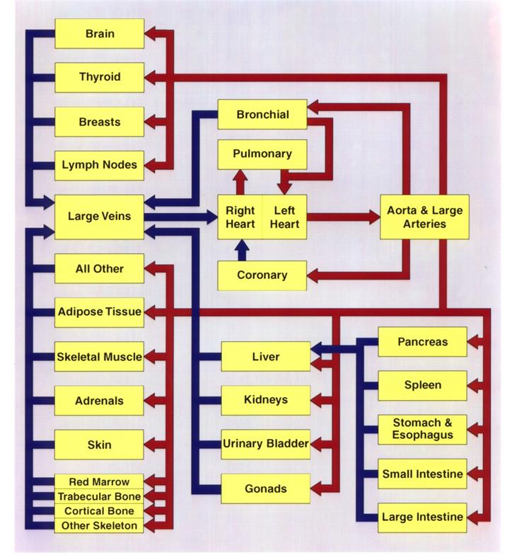 The model structure for a dynamic blood flow model as an illustration of the generic physiological systems models developed by ORNL. Parameter values for each path of movement (i.e., for each arrow) were developed to describe reference blood flow rates through each tissue or blood pool as a function of sex and age.