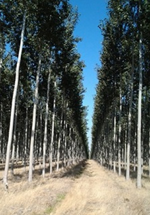 Poplar trees