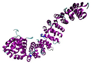 ORNL researchers are using neutrons and modeling to better understand the beta-catenin protein (pictured is the structure of the protein's armadillo repeat region). Disordered regions known as the N-terminal and C-terminal tails (not shown) are thought to interact dynamically with the armadillo repeat region. Characterizing the structural ensemble of the disordered regions is necessary toward understanding their interactions and hence, their function.