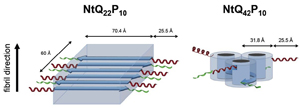 Researchers used neutron scattering experiments to clarify structural differences between the normal (left) and pathological (right) forms of huntingtin protein aggregates. The pathological form of this protein is implicated in Huntington's disease.