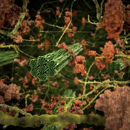 ORNL’s Jeremy Smith is studying the recalcitrance of biomass to enable cheaper, more efficient biofuels and other high-value chemicals. ORNL’s Jeremy Smith is studying the recalcitrance of biomass to enable cheaper, more efficient biofuels and other high-value chemicals.