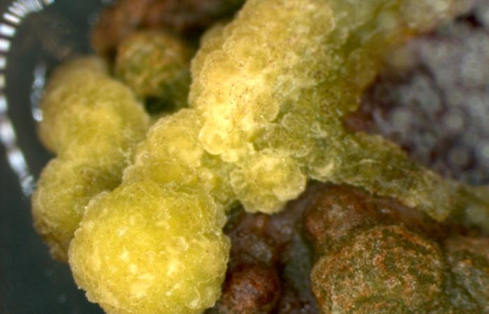 Poplar leaf callus
