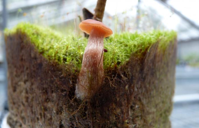 Laccaria bicolor is fruiting aboveground and colonizing the Populus deltoides plant root system belowground in a greenhouse setting. 