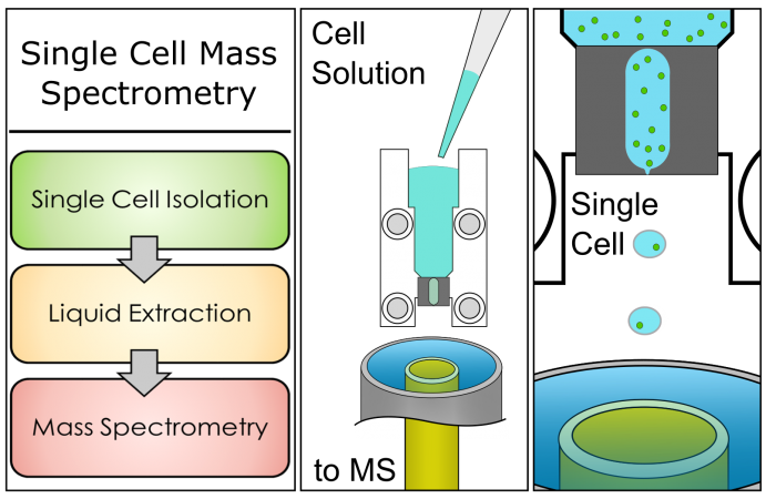 Single Cell Mass Spectrometry