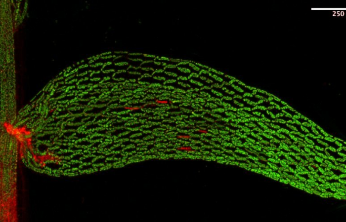 Sphagnum mosses aid microbes