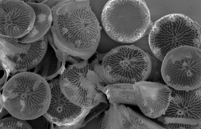 The students analyzed diatom images like this one to compare wild and genetically modified strains of these organisms. Credit: Alison Pawlicki/Oak Ridge National Laboratory, US Department of Energy.