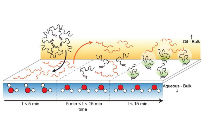 Illustration of adsorption and ordering kinetics as explained by vSFG and PDT measurements