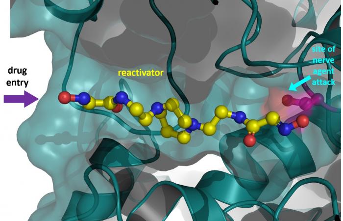 A team of scientists may have discovered a new family of antidotes for certain poisons that can mitigate their effects more efficiently compared with existing remedies. Credit: Andrey Kovalevsky/Oak Ridge National Laboratory, U.S. Dept. of Energy