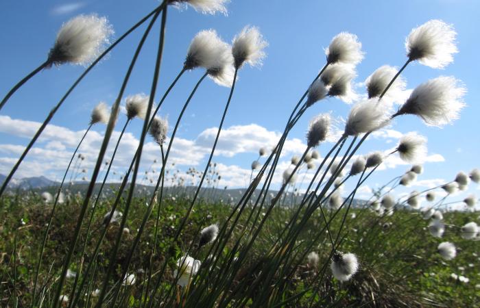 Eriophorum vaginatum flourishes in the tundra biome 