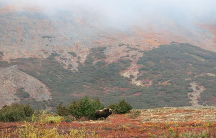lone musk ox surveys the surrounding fall colors of tundra vegetation 