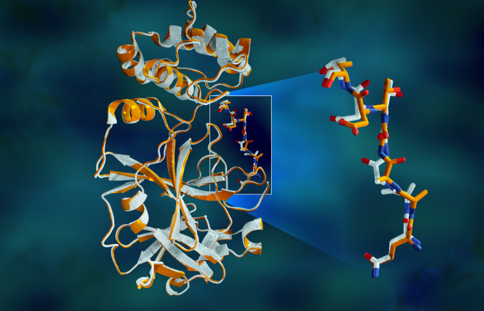 Overlapping X-ray data of the SARS-CoV-2 main protease shows structural differences between the protein at room temperature (orange) and the cryogenically frozen structure (white). Credit: Jill Hemman/ORNL, U.S. Dept. of Energy