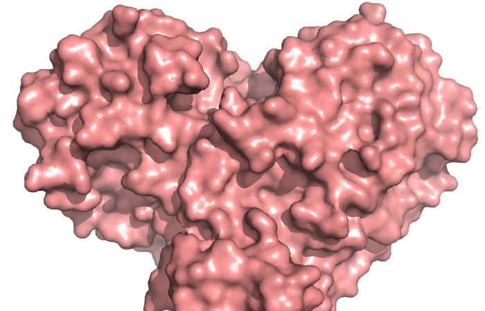 The protease protein is both shaped like a heart and functions as one, allowing the virus to replicate and spread. Inhibiting the protease would block virus reproduction. Credit: Andrey Kovalevsky/ORNL, U.S. Dept. of Energy