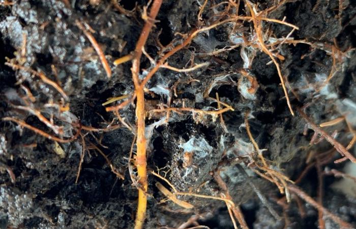 Fine root growth