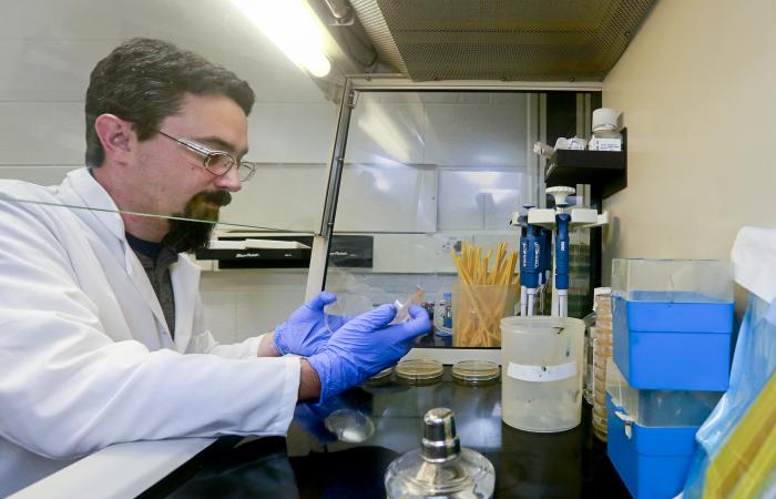  ORNL’s Adam Guss is part of a research team that optimized the Pseudomonas putida bacterium to simultaneously digest five of the most abundant components of lignocellulosic biomass. Credit: Jason Richards/ORNL, U.S. Dept. of Energy