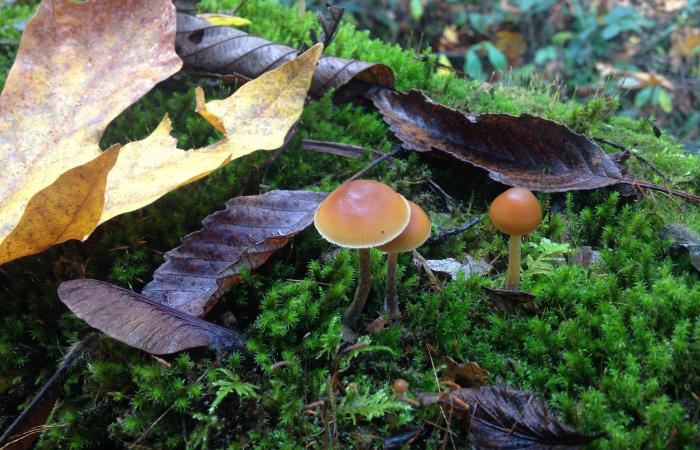 Fungi use signaling molecules called LCOs to communicate with each other and to regulate growth. Credit: Jessy Labbe/Oak Ridge National Laboratory, U.S. Dept. of Energy