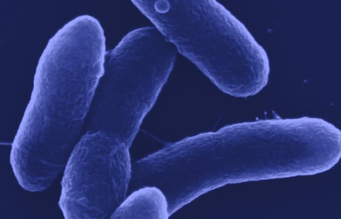 Scientists genetically engineered bacteria for itaconic acid production, creating dynamic controls that separate microbial growth and production phases for increased efficiency and acid yield. Credit: NREL