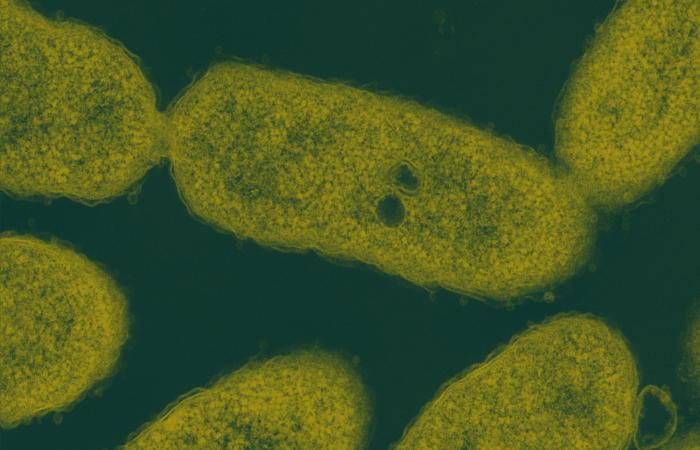 Researchers discovered the enzyme, named LsdE, in the bacterium Novosphingobium aromaticivorans, pictured, a microbe of interest in lignin valorization. Credit: Delyana Vasileva and Andy Sproles, ORNL/U.S. Dept. of Energy; John Dunlap, University of Tennessee