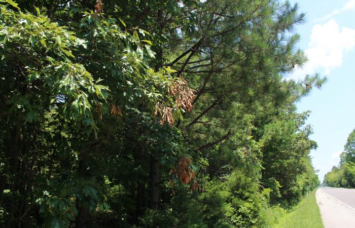 Dead patches of leaves, evidence of the recent cicada brood, spot trees along Bethel Valley Road. Photo: Alexandra DeMarco