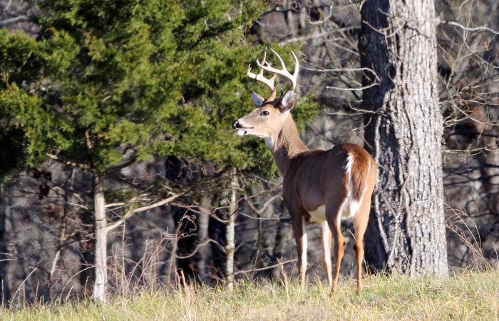 Deer, Credit: ORNL, U.S. Dept. of Energ