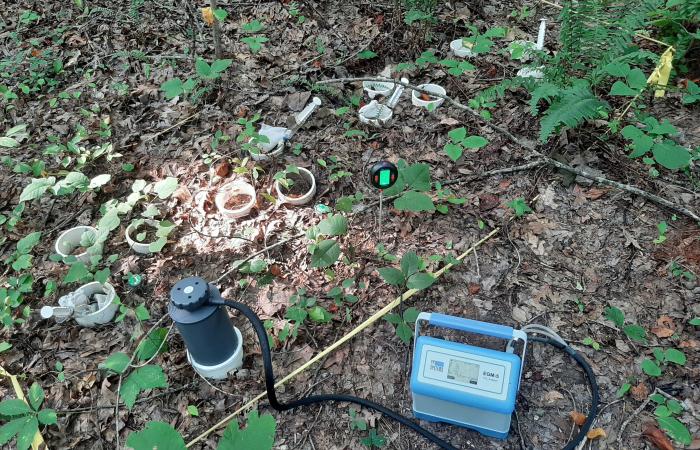 A team led by Elizabeth Herndon and Fernanda Santos is measuring changes in carbon dioxide emitted to the atmosphere from the breakdown of leaf litter on the forest floor as manganese levels and temperatures increase. Credit: Fernanda Santos/ORNL, U.S. Dept. of Energy