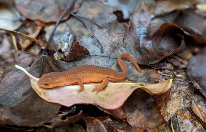 Salamander, Credit: Sara Darling/ORNL, U.S. Dept. of Energy