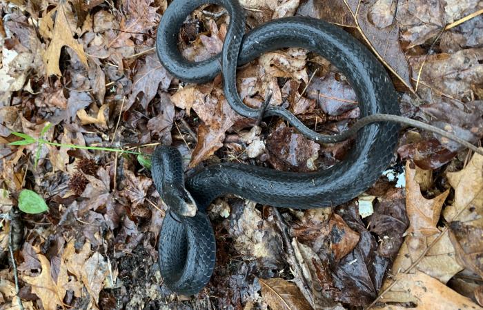 Black racer snake, Credit: Sara Darling/ORNL, U.S. Dept. of Energy