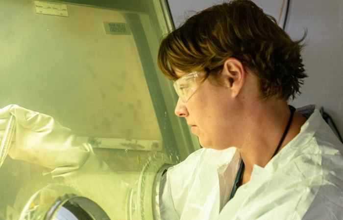 Radiochemist Shelley VanCleve works to purify an isotope using a glove box in ORNL’s Radiochemical Engineering Development Center. VanCleve was involved in the final purification of berkelium that led to the discovery of the new element 117, tennessine, in 2010. Credit: Carlos Jones/ORNL, U.S. Dept. of Energy