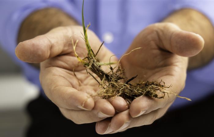 Roots are critical to plant health as they facilitate the uptake of water and nutrients. Credit: Carlos Jones/ORNL, U.S. Dept. of Energy