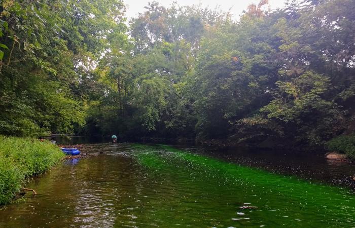 Marie Kurz stands downstream from where she injected tracer dyes into Wissahickon Creek in Philadelphia, PA, in 2018. Credit: Marie Kurz