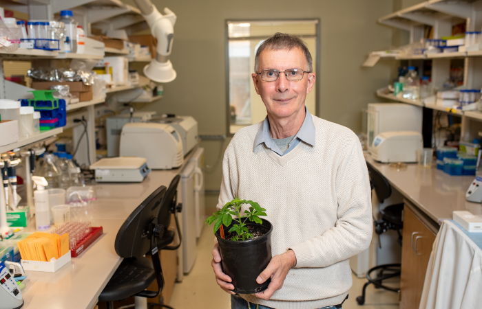 Richard Dixon is Distinguished Research Professor at the University of North Texas BioDiscovery Institute. Credit: University of North Texas