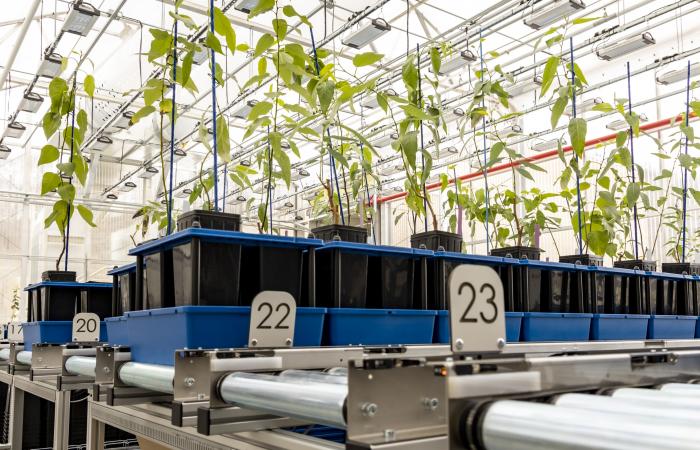 A greenhouse research facility at Oak Ridge National Laboratory used in the development of advanced bioenergy crops. Credit: Carlos Jones/ORNL, U.S. Dept. of Energy