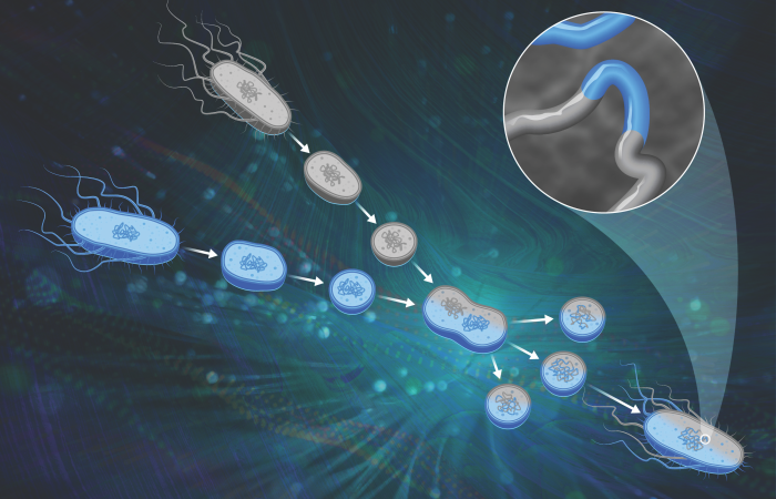 ORNL scientists created a new microbial trait mapping process that improves on classical protoplast fusion techniques to identify the genes that trigger desirable genetic traits like improved biomass processing. Credit: Nathan Armistead/ORNL, U.S. Dept. of Energy. Reprinted with the permission of Oxford University Press, publisher of Nucleic Acids Research