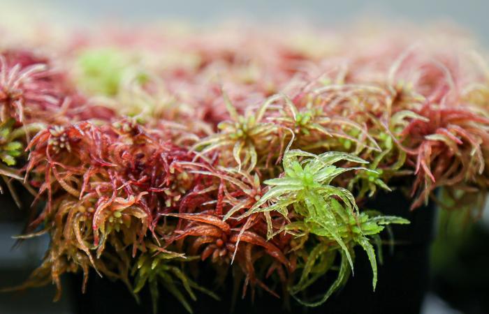 Sphagnum moss is the tiny plant responsible for storing a third of the world’s soil carbon in peat bogs. Credit: Genevieve Martin/ORNL, U.S. Dept. of Energy