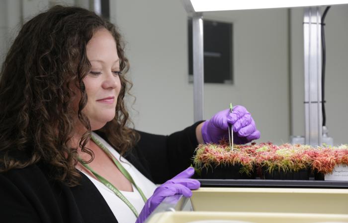 ORNL's Alyssa Carrell and collaborators found that microbes can transfer heat tolerance to Sphagnum moss. Credit: Genevieve Martin/ORNL, U.S. Dept. of Energy