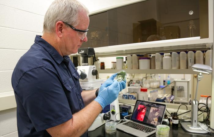 ORNL's Dale Pelletier works with cyanobacteria, which are key members of the microbial community living in Sphagnum moss. Credit: Genevieve Martin /ORNL, U.S. Dept. of Energy