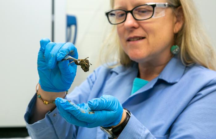 ORNL biogeochemist Melanie Mayes explores soil chemistry and environmental impacts. Credit: Genevieve Martin/ORNL, U.S. Dept. of Energy