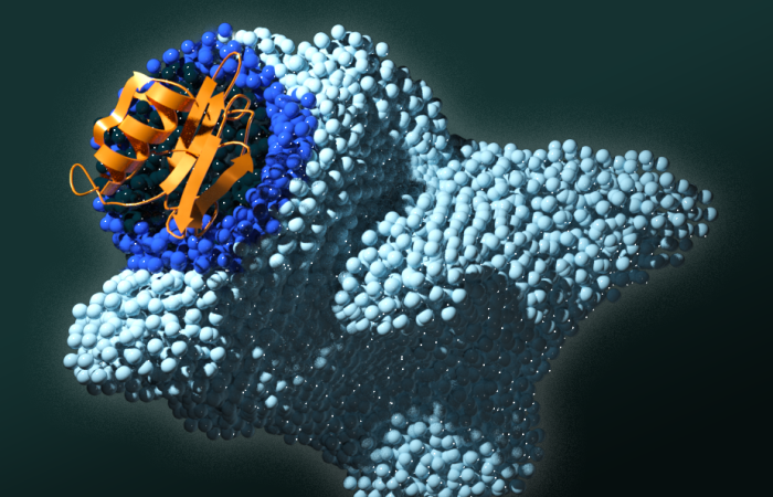 ORNL scientists identified four amino acids key to signaling pathways in the PAN protein domain. Mutating any of those four resulted in disruption of the signal that tells cancer cells to multiply and spread in humans. Credit: Andy Sproles/ORNL, U.S. Dept. of Energy