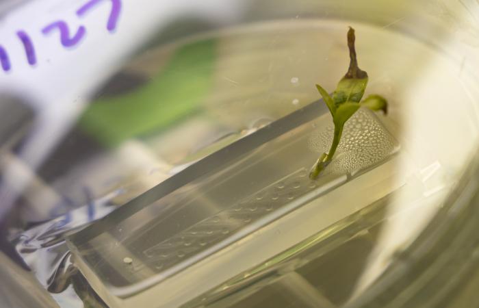 A poplar tree grows from a microfluidic channel as part of the rhizosphere-on-a-chip platform developed at ORNL. Credit: Carlos Jones/ORNL, U.S. Dept. of Energy