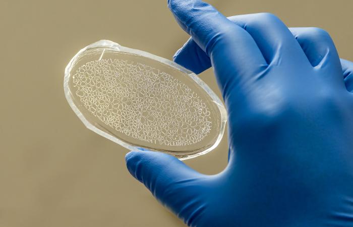 Scientists at ORNL have created a rhizosphere-on-a-chip research platform, a miniaturized environment to study the ecosystem around poplar tree roots for insights into plant health and soil carbon sequestration. Credit: Carlos Jones/ORNL, U.S. Dept. of Energy