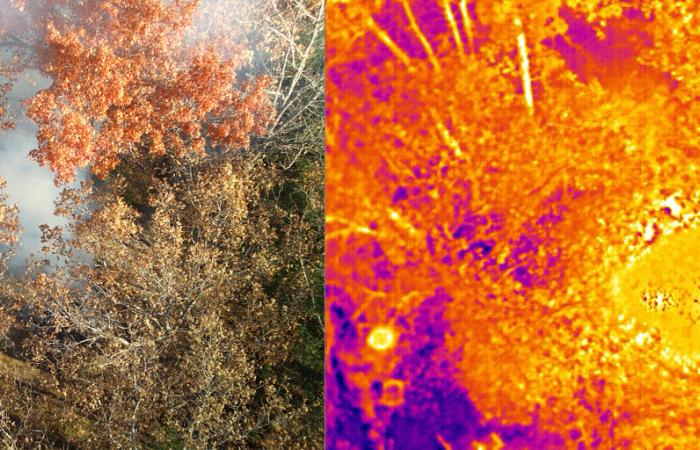 An ORNL research team has demonstrated that thermal imaging sensors mounted on drones can sense the presence of fire under tree cover and indicate its size, even when there is little to no smoke. Credit: ORNL, U.S. Dept. of Energy