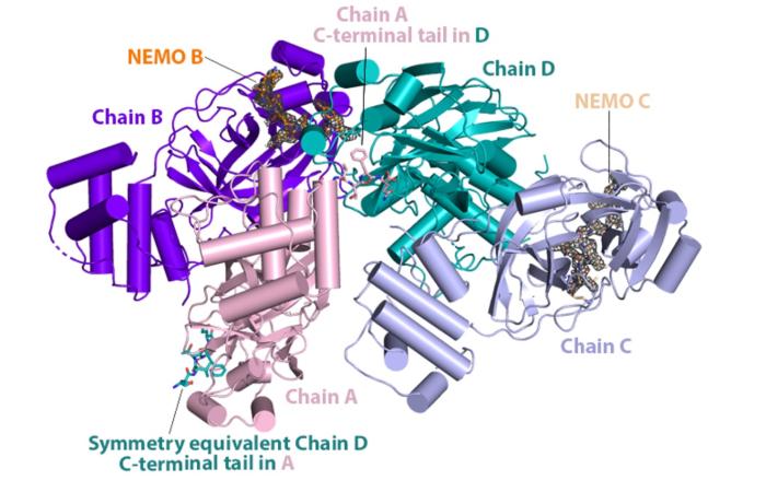 Simulated image showing structure of the NEMO protein. 